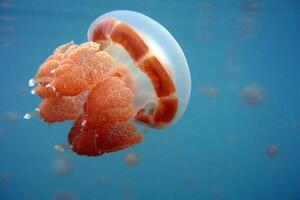 jellyfish with tentacles swimming in the water with a dark blue background, underwater creature photo