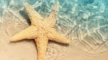 sea star or starfish Oreaster reticulatus on a sandy seabed photo