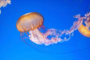 Medusa con tentáculos nadando en el agua con un oscuro azul fondo, submarino criatura foto