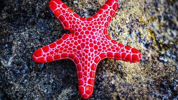 mar estrella o estrella de mar pascua reticulatus en un arenoso fondo del mar foto