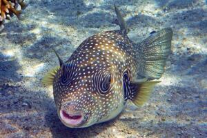 Inflated puffer fish, Porcupine fish like a balloon. Scared pufferfish closeup. Underwater photography photo