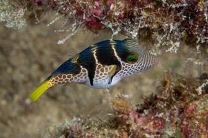 Inflated puffer fish, Porcupine fish like a balloon. Scared pufferfish closeup. Underwater photography photo