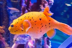 Inflated puffer fish, Porcupine fish like a balloon. Scared pufferfish closeup. Underwater photography photo