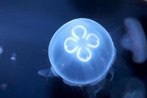 jellyfish with tentacles swimming in the water with a dark blue background, underwater creature photo