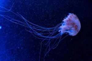 Medusa con tentáculos nadando en el agua con un oscuro azul fondo, submarino criatura foto