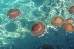 Medusa con tentáculos nadando en el agua con un oscuro azul fondo, submarino criatura foto