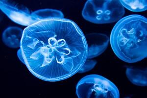 jellyfish with tentacles swimming in the water with a dark blue background, underwater creature photo