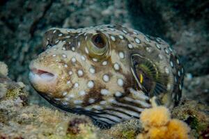 Inflated puffer fish, Porcupine fish like a balloon. Scared pufferfish closeup. Underwater photography photo