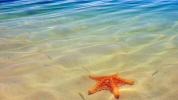 mar estrella o estrella de mar pascua reticulatus en un arenoso fondo del mar foto