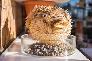 Inflated puffer fish, Porcupine fish like a balloon. Scared pufferfish closeup. Underwater photography photo