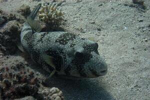 Inflated puffer fish, Porcupine fish like a balloon. Scared pufferfish closeup. Underwater photography photo