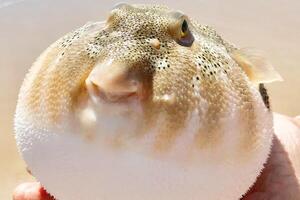 Inflated puffer fish, Porcupine fish like a balloon. Scared pufferfish closeup. Underwater photography photo