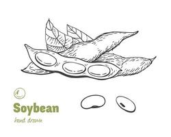 Detailed hand drawn black and white illustration of green soya beans, pods and leaves vector