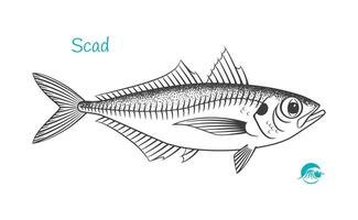 Detailed hand drawn black and white illustration of Scad vector