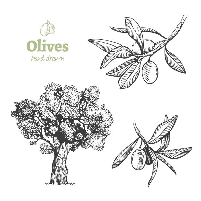 Page 4 Detailed Tree Vector Art Icons and Graphics for Free Download