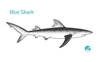 Blueshark Detailed hand drawn black and white illustration vector