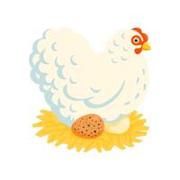 White fluffy broody chicken HEN on a nest illustration cartoon style vector