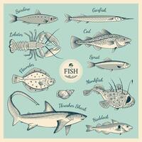 Vintage fish illustration set vector