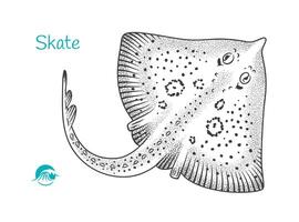 Detailed hand drawn black and white illustration of Skate vector