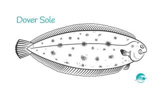 Dover Sole Detailed Hand Drawn Black And White Illustration vector