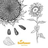 Detailed hand drawn black and white illustration of Sunflower plant with flower, leaves and seeds vector