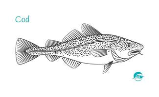 Cod fish Detailed hand drawn black and white illustration vector