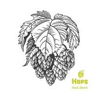 Detailed hand drawn black and white illustration of hops vector