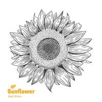 Detailed hand drawn black and white illustration of Sunflower plant with flower, leaves and seeds vector