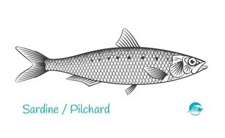 Detailed hand drawn black and white illustration of Sardine or Pilchard fish vector