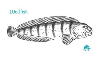 Wolffish hand-drawn illustration vector