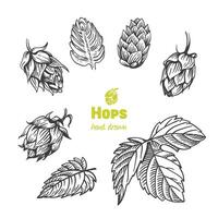 Detailed hand drawn black and white illustration of hops vector