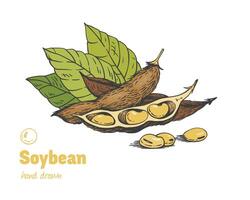 Detailed hand drawn color illustration of ripe soya beans, pods and leaves. vector