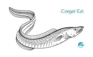 Conger Eel Detailed hand drawn black and white illustration vector