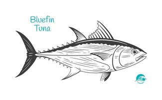 Tuna Detailed hand drawn black and white illustration vector