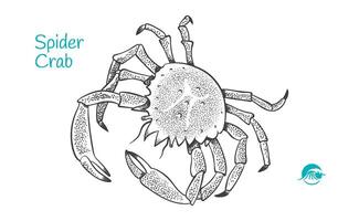 European Spider Crabhand-drawn illustration vector