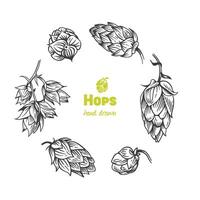 Detailed hand drawn black and white illustration of hops vector