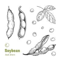 Detailed hand drawn black and white illustration of green soya beans, pods and leaves vector