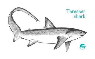 Thresher shark hand-drawn illustration vector