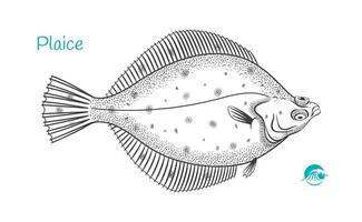 Detailed hand drawn black and white illustration of Plaice fish vector