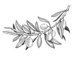 Detailed hand drawn black and white illustration of olive tree and fruits with leaves vector