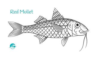 Detailed hand drawn black and white illustration of Red Mullet vector