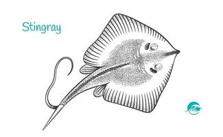 Stingray hand-drawn illustration vector