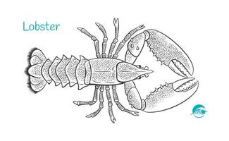 Detailed hand drawn black and white illustration of Lobster fish vector