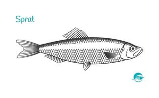 Sprat fish hand-drawn illustration vector