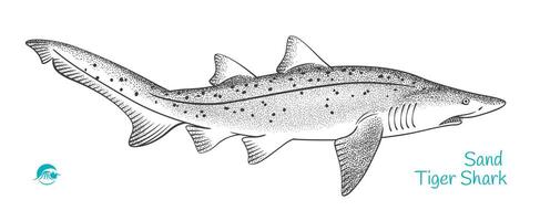 detallado mano dibujado negro y blanco ilustración de arena Tigre tiburón vector