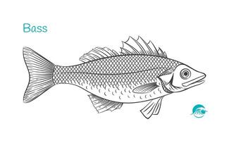 Seabass Detailed hand drawn black and white illustration vector