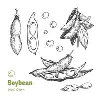 Detailed hand drawn black and white illustration of green soya beans, pods and leaves vector