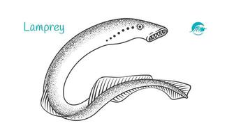 Detailed hand drawn black and white illustration of Lamprey fish vector