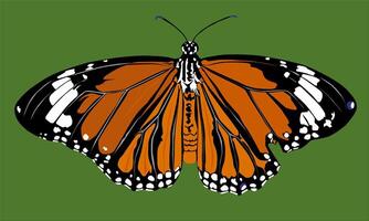 illustration of an orange-brown butterfly with a green background vector