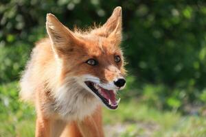 Happy Joyful Sly Red Fox with open Mouth looking forward against Green Foliage background on sunny day. Fox is grinning with sharp fangs photo